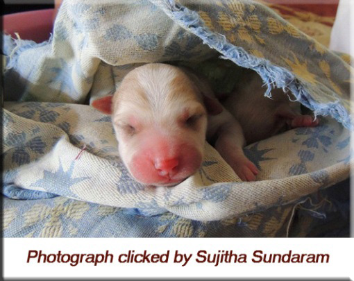 Devna Arora - New Born Puppy